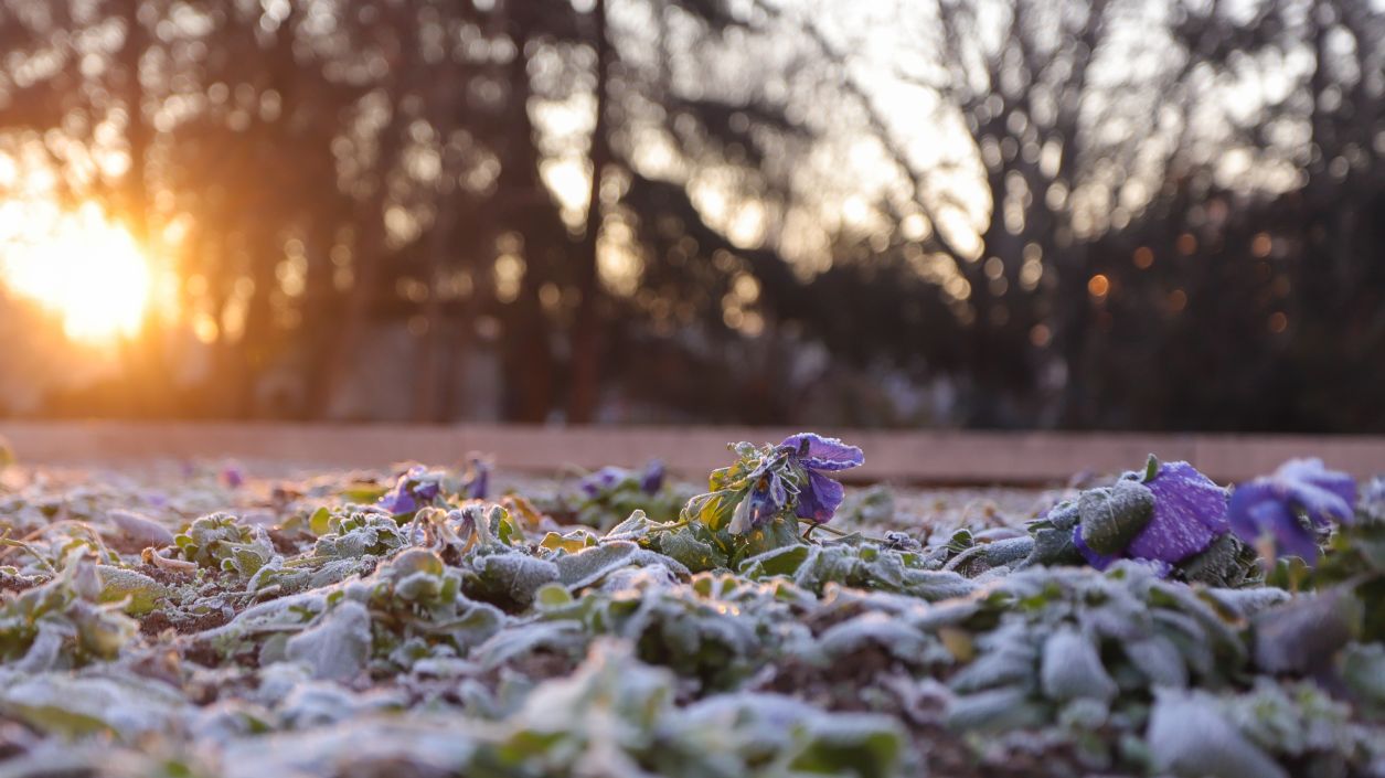 Мармотът Фил прогнозира ранна пролет