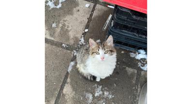 Коте за осиновяване