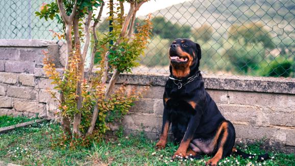 10-те най-добри породи кучета за лична защита