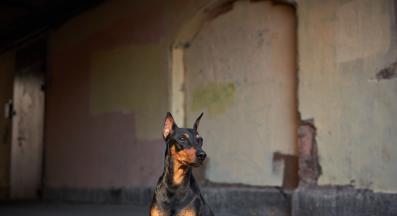 куче охрана