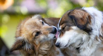 кучета облизване