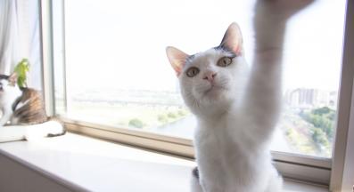 котка в камера