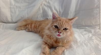 котка в легло