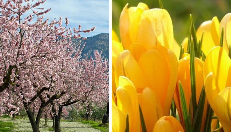 агро - Агро Телеграф: Бадеми и праскови ще напъпят