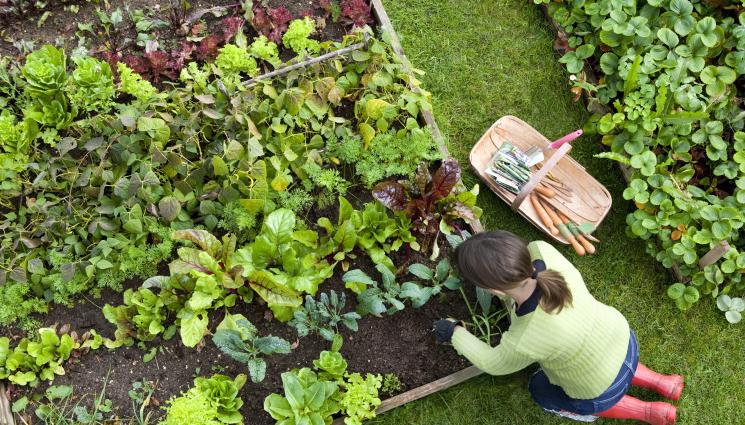 повдигнати лехи - Агро Телеграф: Поливайте по-често повдигнатите лехи