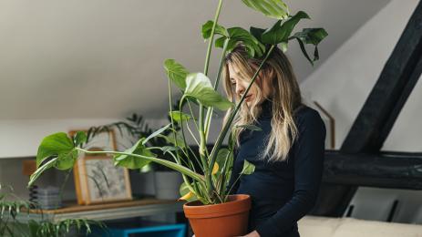 саксия растения