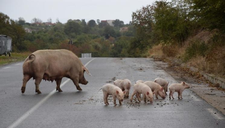 прасета - ВЪЗМОЖНО ЛИ Е?! Прасетата са умни колкото човешко дете!