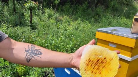 пчелари пчели кошер