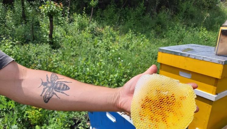 пчелари пчели кошер - Агро Телеграф: Пчеларите подават документи за помощи