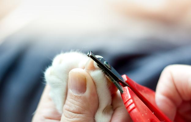 рязане на нокти на котка