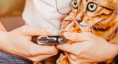 рязане на нокти на котка