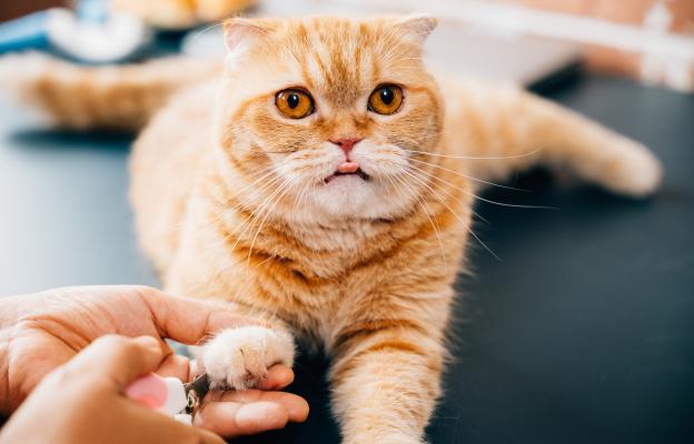 рязане на нокти на котка