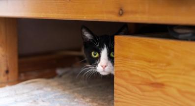 уплашена котка