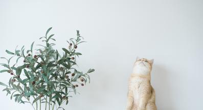 котка и маслиново дърво