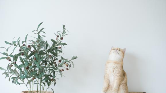 Защо някои котки са толкова обсебени от маслини?