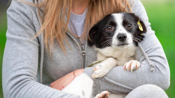 куче човек емоции