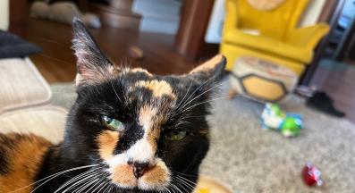 домашна котка