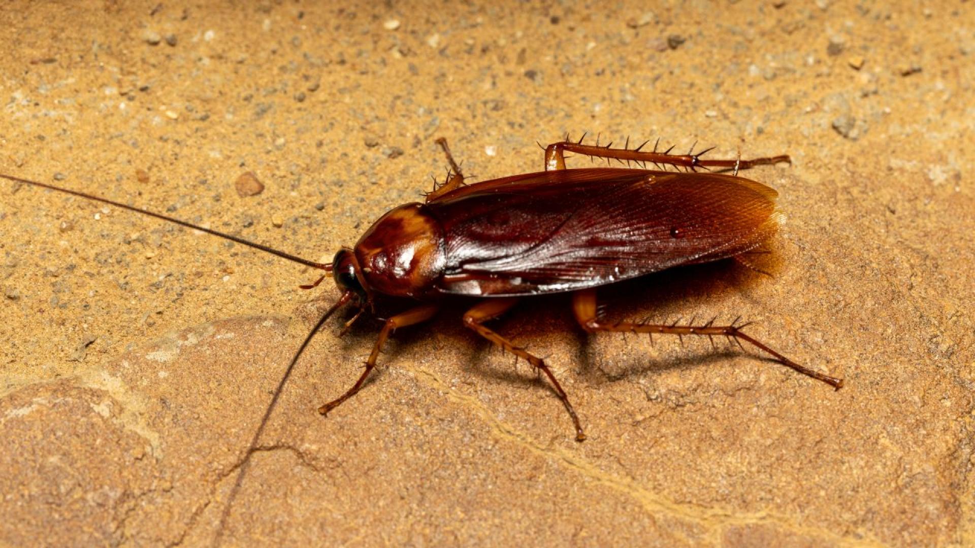 Често срещан домашен вредител хлебарките които често се срещат в