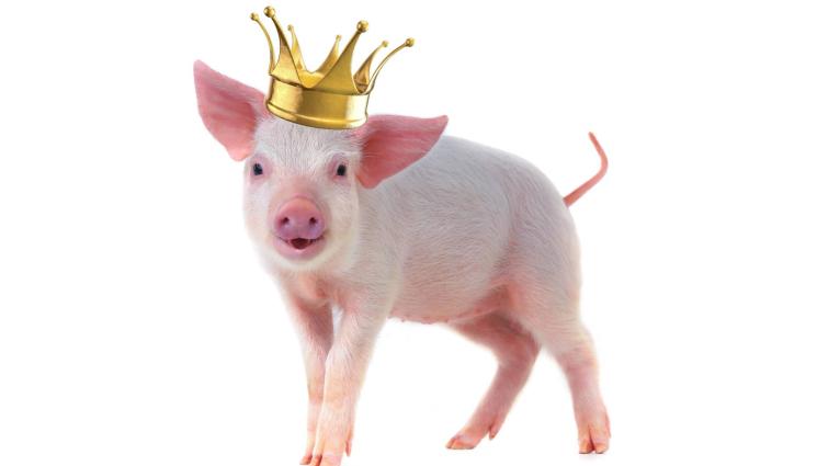 прасе - Мис България се похвали с голяма изненада! (СНИМКИ)