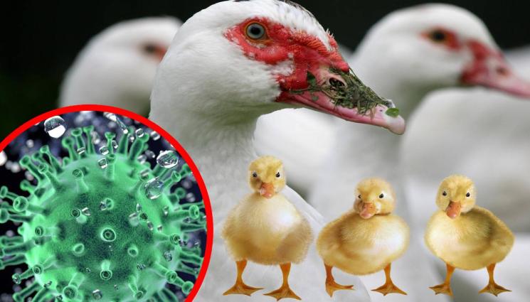 патки - ПОДПАЛИХА СЕ: 8000 патки под риск, има огнище на птичи грип!