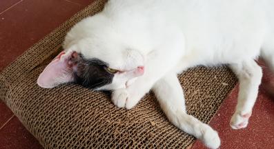 котка драска