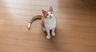 домашна котка