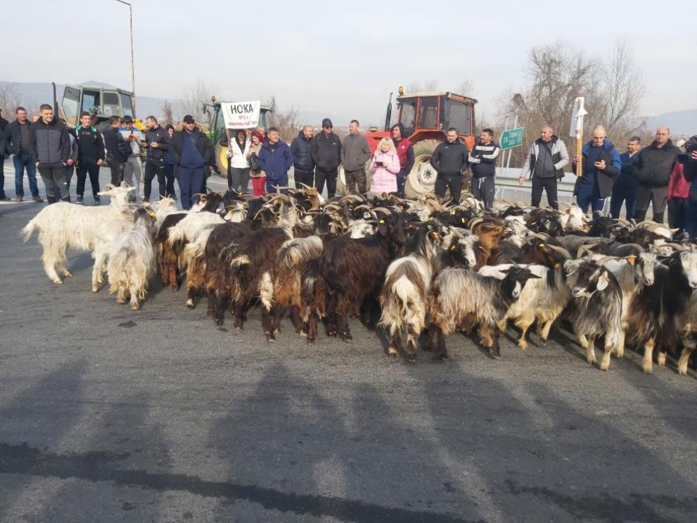 Снимка: В знак на протест: Фермери изкараха стадо кози на магистрала „Струма“