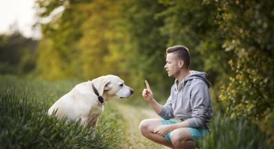 куче дресура