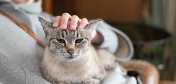 3 често срещани причини, поради които котките се гушкат със стопаните си