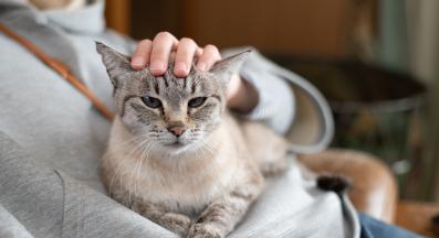 котка се гушка