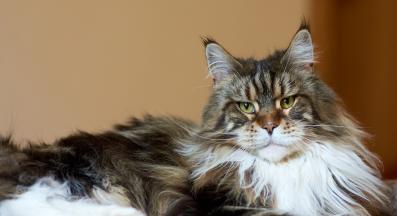 котка в близък план