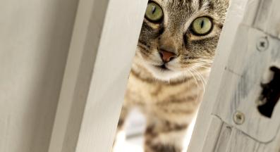 котка гледа през открехната врата