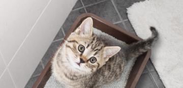 5 причини, поради които котките обичат да използват тоалетната си