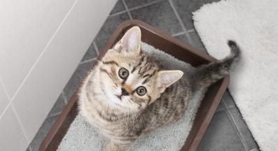 котка и котешка тоалетна