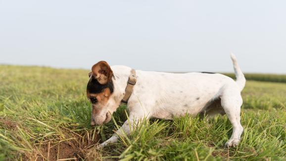 Използват ли кучетата драскането по земята като вид комуникация?