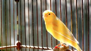 Властите в Одрин са заловили 589 птици по време на
