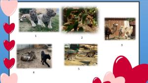 В месеца на любовта в Зоопарка във Варна обявиха конкурс