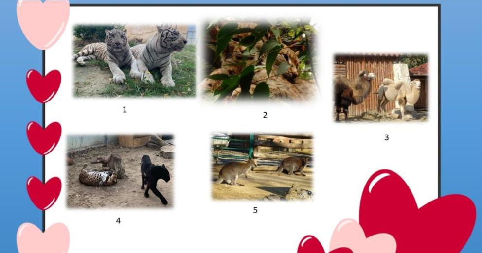 В месеца на любовта в Зоопарка във Варна обявиха конкурс