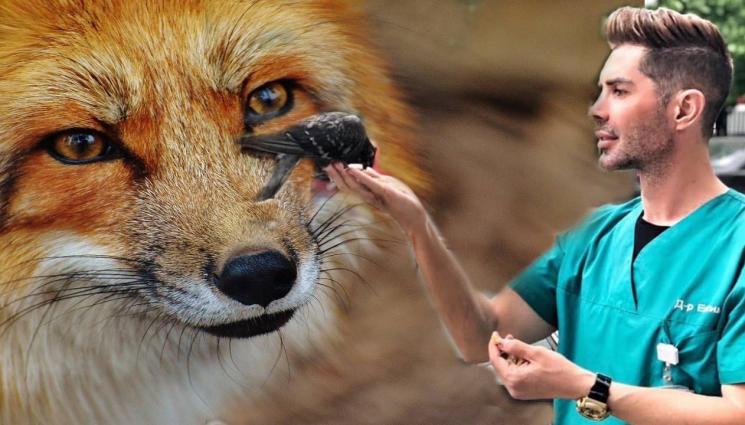 Др Евгени Евтимов - ЗАРАДИ ХРАНАТА: Нашествие на лисици в градовете! (СНИМКИ)