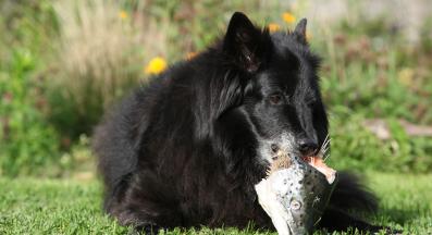 куче сурова риба