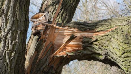 дърво счупено