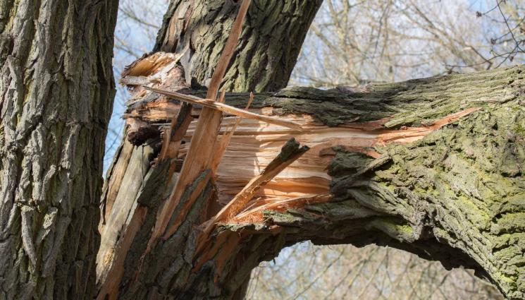 дърво счупено - ЗЕЛЕН УЖАС НА ПЛ. „ЖУРНАЛИСТ”: Огромен клон смачка коли и спря трамваи! (СНИМКА)