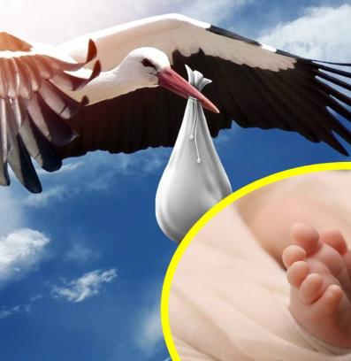 щъркел бебе