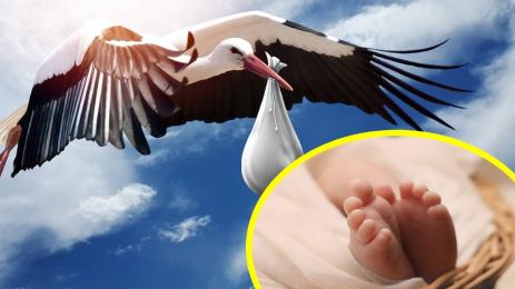 щъркел бебе