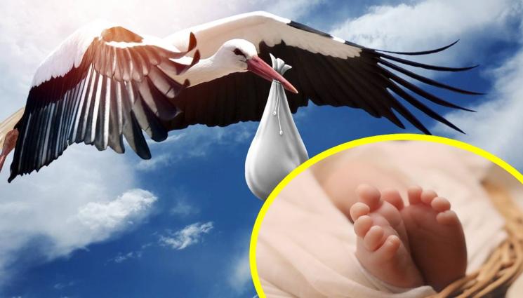 щъркел бебе