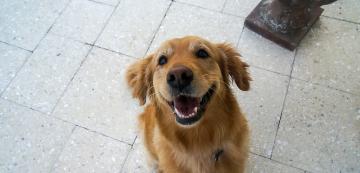 7 породи кучета, които изглеждат винаги усмихнати
