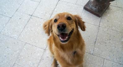 куче усмивка