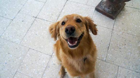 7 породи кучета, които изглеждат винаги усмихнати