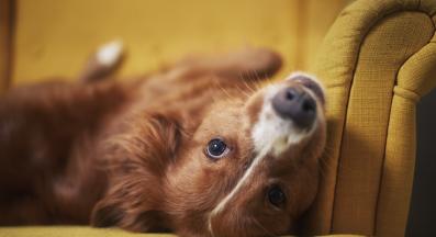 куче само вкъщи