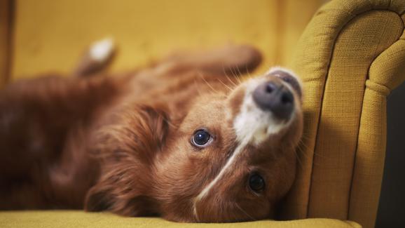 Тайният дневник на едно куче: 6 забавни неща, които домашният ви любимец прави, когато е сам вкъщи